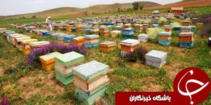 اول مهر، آغاز سرشماري زنبورستان هاي خوزستان