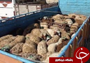 کشف محموله های احشام قاچاق در قزوین