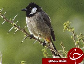 بلبل خرماها ممنوع الخروج شدند