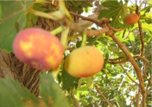خشک کردن انجیر به روش سنتی در روستای آبیز زیرکوه + تصاویر