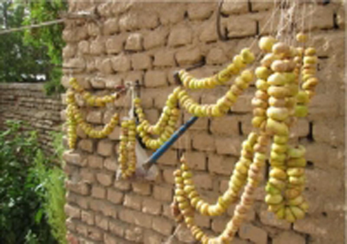 خشک کردن انجیر به روش سنتی در روستای آبیز زیرکوه + تصاویر