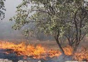 خسارت میلیاردی به جنگل ها و مراتع گچساران