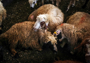 بروز سیاه زخم در بین دام‌های خراسان‌شمالی