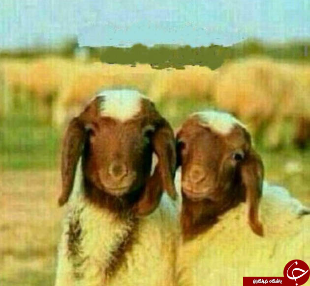 عکس یادگاری گوسفندان قبل از ذبح شدن