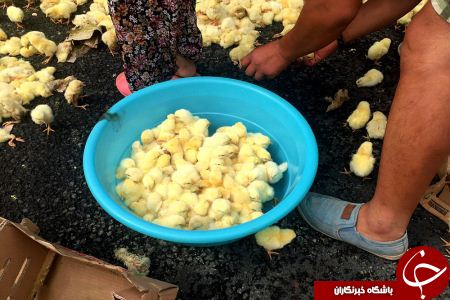 چب کردن کامیون حمل جوجه یه روزه+تصاویر