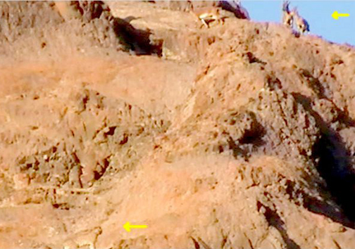 صحنه های بی نظیر شکار پلنگ