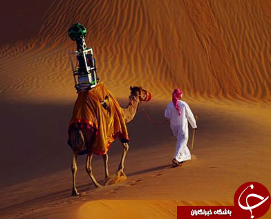 camel