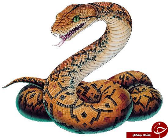 snake