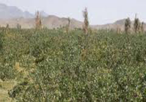 معرفی پسته خاش
