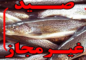 دستگیری صیادان  غیر مجاز ماهی در باشت