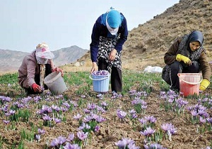 کشت زعفران برای اولین بار در شهرستان سرعین