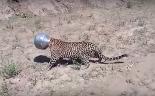 سر پلنگ تشنه در قابلمه گیر کرد! + عکس