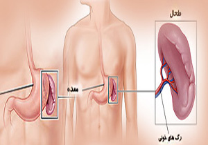 با طحال و وظایف آن در بدن آشنا شوید