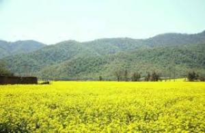 تاثیر بسزای کشت کلزا در مدیریت مصرف آب