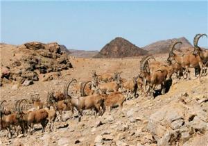 بیش از 1000پستاندار در عرصه های طبیعی ایلام
