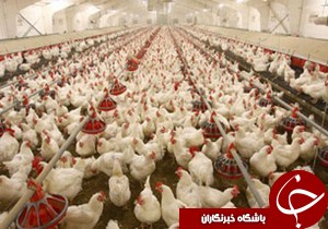 صادرات بیش از 174 میلیارد ریال محصولات دامی از گیلان