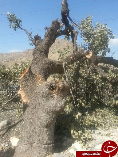 قطع درخت برای انتقام از پلیس در گچساران +تصاویر