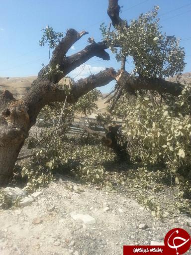 قطع درخت برای انتقام از پلیس در گچساران +تصاویر
