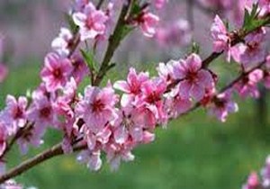 شکوفه دادن درختان انار در صومعه سرا در پدیده ای کم نظیر