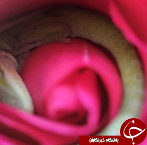 چقدر به گل ها اطمینان دارید؟