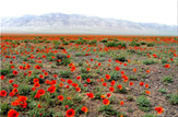 روستای گمرگان، از قلعه&zwnj;نظامی تا طبیعت چشم نواز/معرفی جاذبه&zwnj;های گردشگری شهرستان ملارد