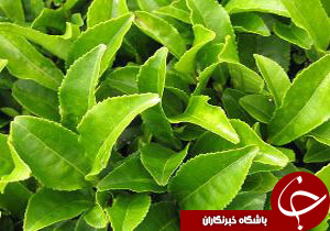 افزایش تولید برگ سبزچای