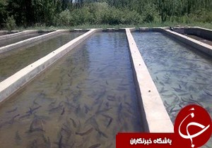 رونق صید کیلکا درگیلان