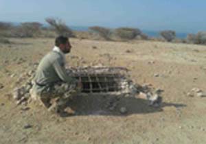 دستگیری ۳ شکارچی متخلف در بندرلنگه
