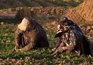 خريد تضمينی محصولات کشاورزی + فیلم
