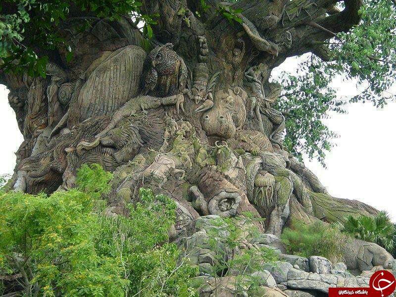 هنرنمایی بر روی تنه درخت + عکس