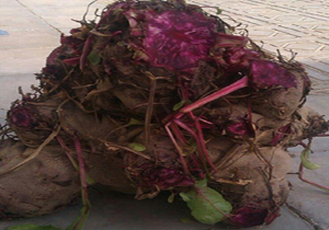چغندر 12 کیلویی در ابرکوه!
