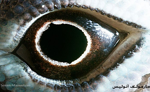 تصاویری خیره کننده از چشم حیوانات+ تصاویر تصاویری خیره کننده از چشم حیوانات+ تصاویر