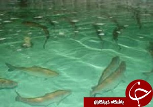 اجرای نخستین طرح همیاران مهارت روستائیان کشور در شفت