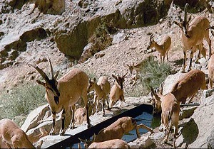 نبود علائمی از بیماری طاعون نشخوار کنندگان در اردبیل