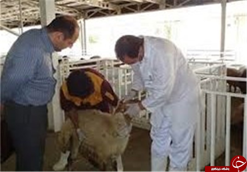 خدمات رایگان دامپزشکی در روستاهای استان قزوین ارائه شد