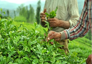 افزایش 10 درصدی برگ سبز چای/ مطالبات چایکاران پرداخت نشده است
