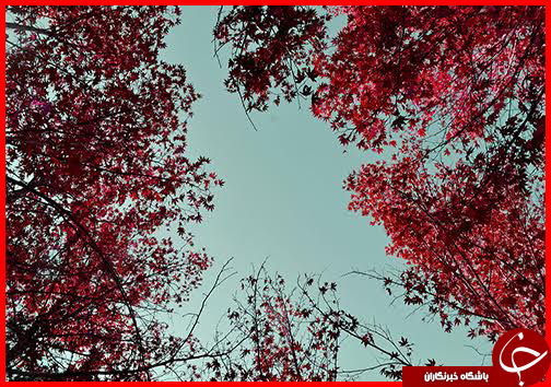 صدای پای فصل خزان در فارس+ تصاویر