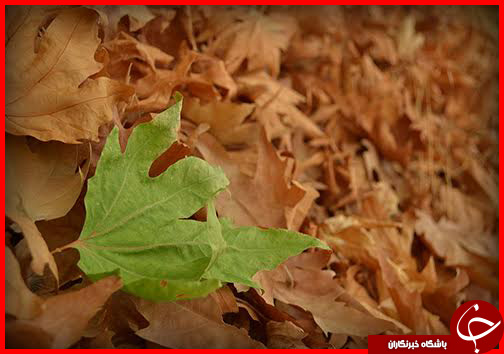 صدای پای فصل خزان در فارس+ تصاویر