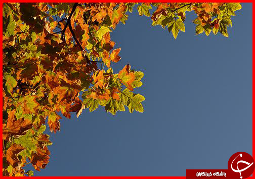 صدای پای فصل خزان در فارس+ تصاویر