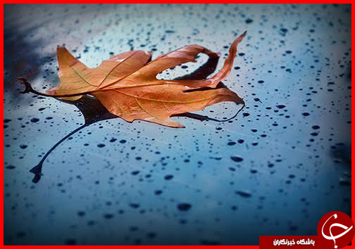 صدای پای فصل خزان در فارس+ تصاویر