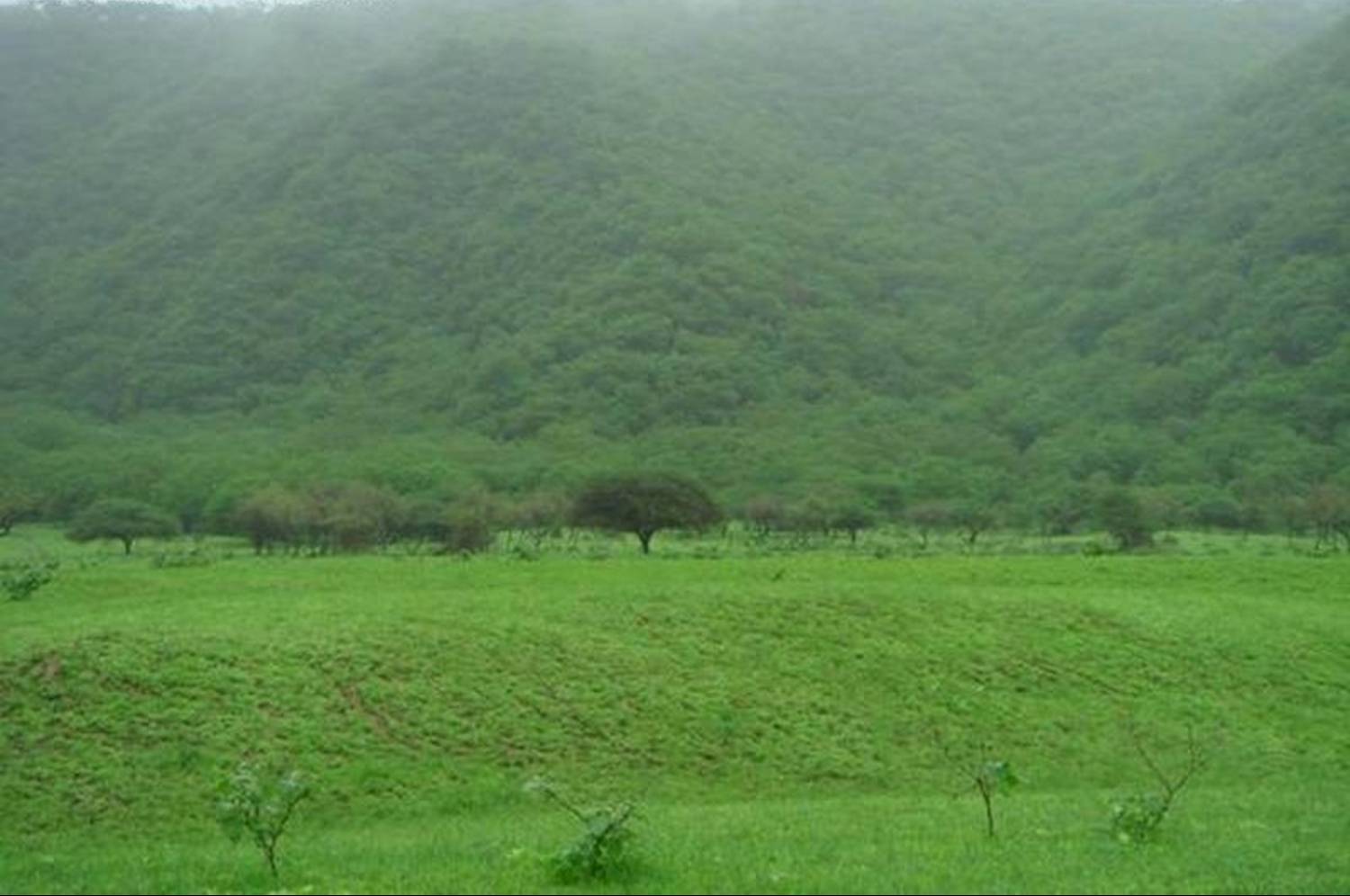 زیبایی صلاله، راز سفر گردشگران به عمان+ تصاویر