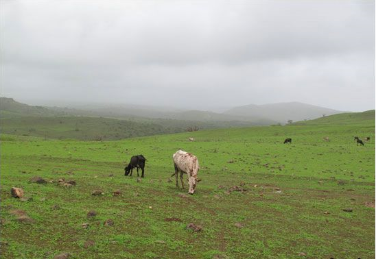 زیبایی صلاله، راز سفر گردشگران به عمان+ تصاویر