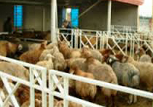 جمع آوری 3مرکز عرضه دام زنده