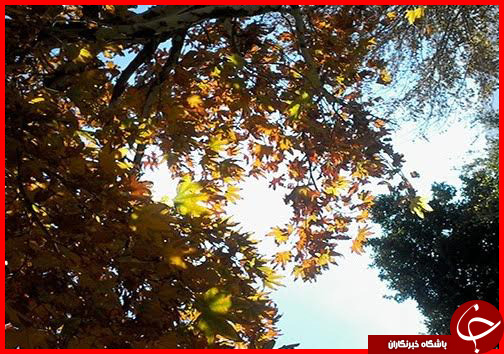صدای پای فصل خزان در فارس+ تصاویر