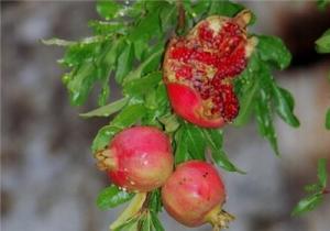 خسارت باغات انار سیروان به دلیل وجود کرم گلوگاه