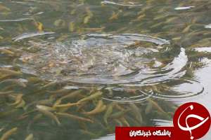 خطر در کمین مجتمع پرورش ماهی خرمشهر