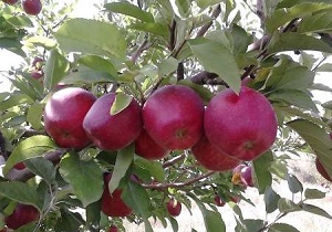 تولید 151 هزار تنی سیب در اردبیل
