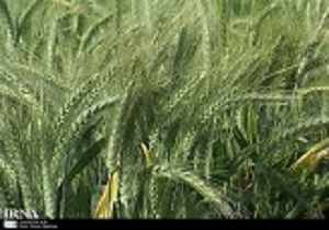 کشت جو دربیش از یک هزار هکتار از اراضی کشاورزی شهرستان البرز