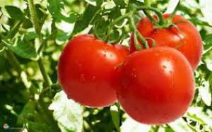 کاهش سطح زیر کشت گوجه‌فرنگی در آذربایجان‌غربی