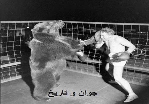 عکسی از مسابقه بوکس انسان با خرس/ کدام&zwnj;یک پیروز شد؟